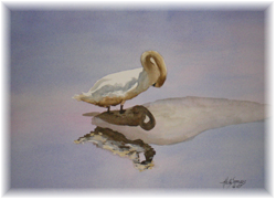 Swan Preening 